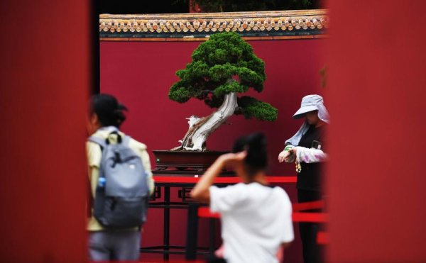 尚融 京津冀200余盆精品盆景亮相景山公园