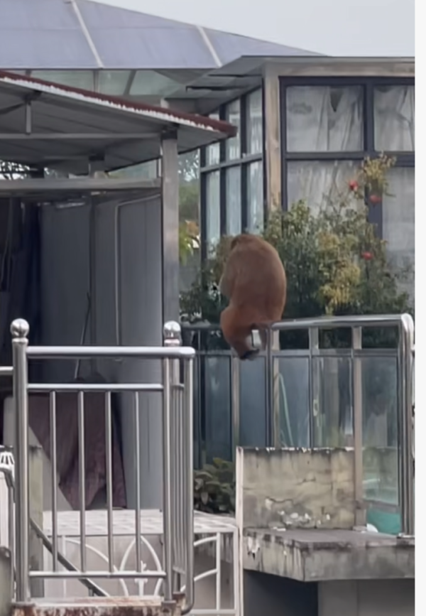 上升浪 “超快猴”进城东游西逛大半月，消防都拿它不住！网友掀“追猴热”，林业部门：保持距离，已请专家来抓