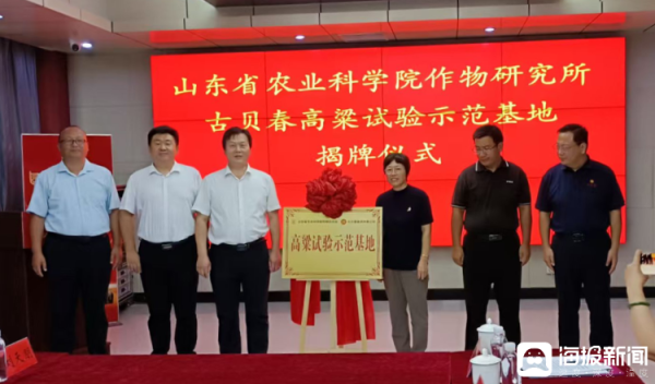 悦配资 高粱虽为“小作物”，却支撑白酒这一“大产业”！山东一高粱试验示范基地揭牌